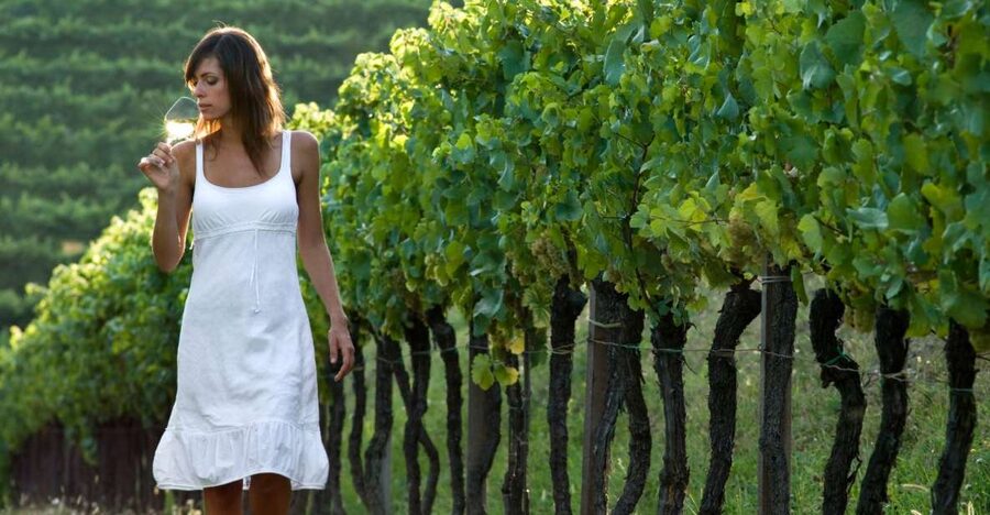 From Vienna: Half-day Countryside Wine Tour with Meal - First stop: a working family winery