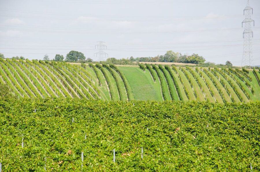 From Vienna: Half-day Countryside Wine Tour with Meal - Timing, accessibility, and practical details