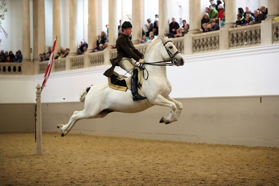Performance Of The Lipizzans At Spanish Riding School - Key points to know before booking