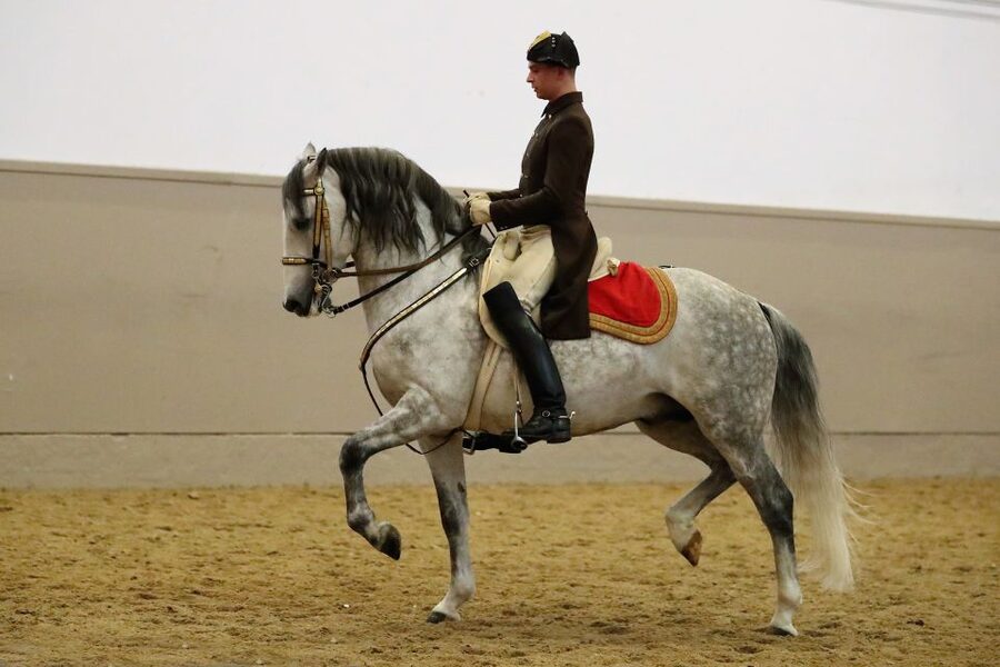 Performance Of The Lipizzans At Spanish Riding School - André Heller’s lighting and Viennese music