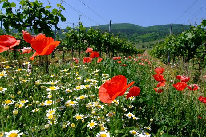 Private Vienna Woods Wine Tour - The essential points at a glance