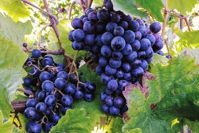 Private Vienna Woods Wine Tour - Small details that make the day easier