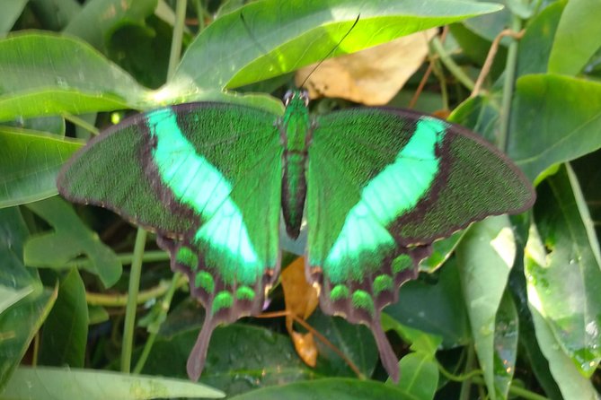 Schmetterlinghaus - Imperial Butterfly House Vienna Admission Ticket - A tropical pause beside the Hofburg