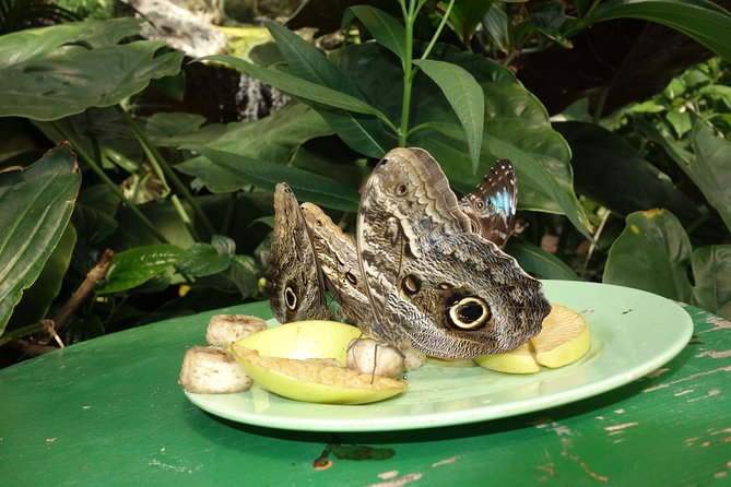 Schmetterlinghaus - Imperial Butterfly House Vienna Admission Ticket - Getting there and finding the entrance