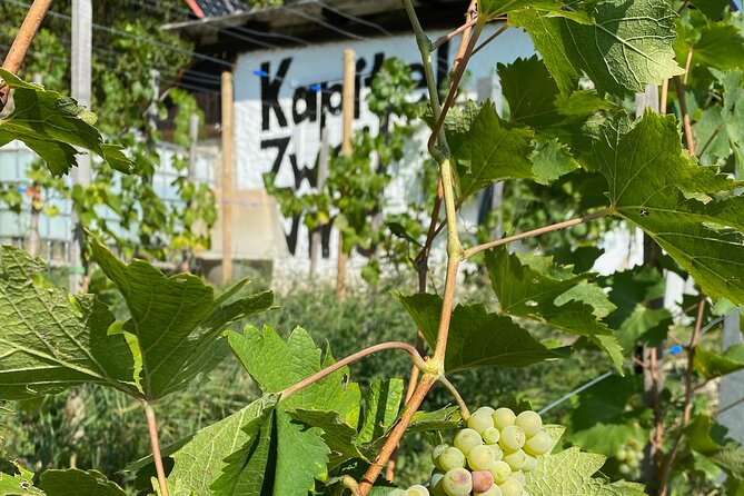 Taste and Tour Small Organic Wineries with a Winemaker - Key points to know before booking