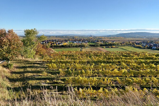Taste and Tour Small Organic Wineries with a Winemaker - Feldtheorie in Schönberg am Kamp