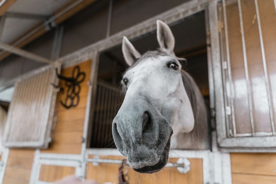 Vienna: Secrets of the Fiaker & Horse-Drawn Carriage Ride - What the coachmen’s working day involves