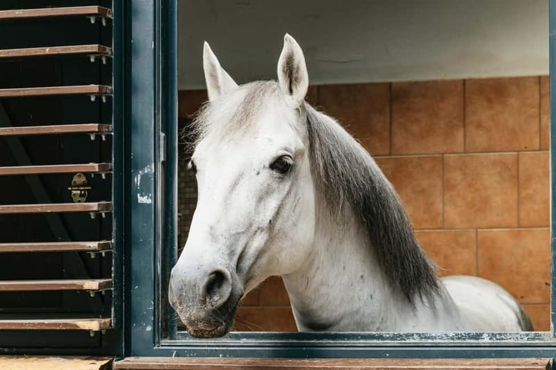 Vienna: Spanish Riding School Guided Architectural Tour - Why the roof is the real star