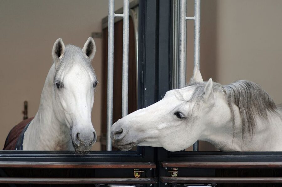 Vienna Spanish Riding School Guided Tour - The Summer Riding School and the giant horse walker