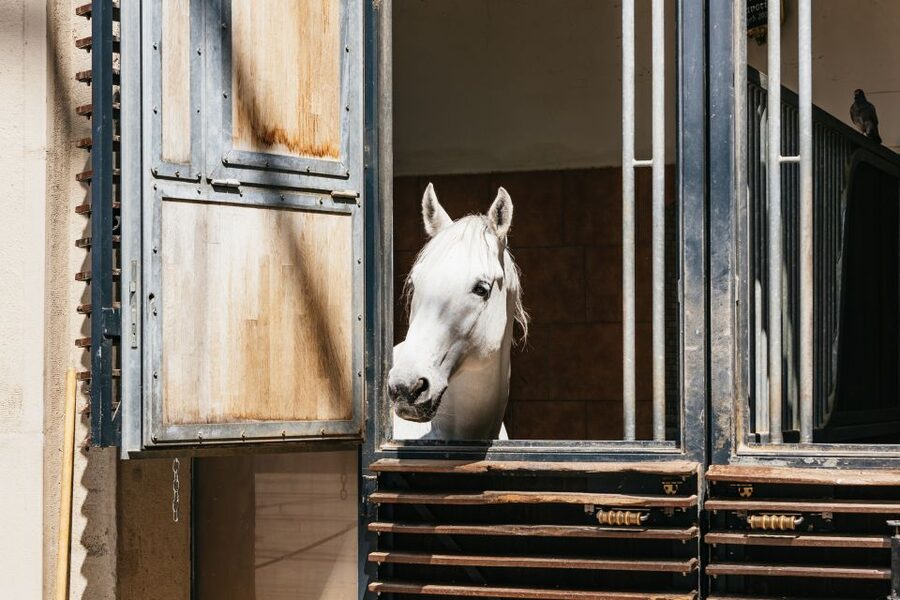Vienna Spanish Riding School Guided Tour - Is $28 a good value?