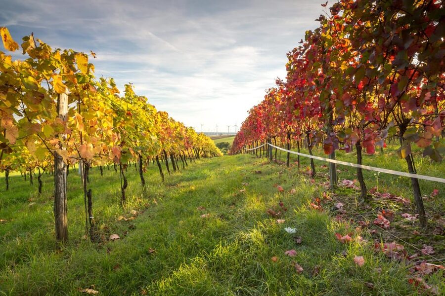 Vienna: Vienna Woods Tour with Underground Lake and Wine - Wine tasting in a traditional tavern