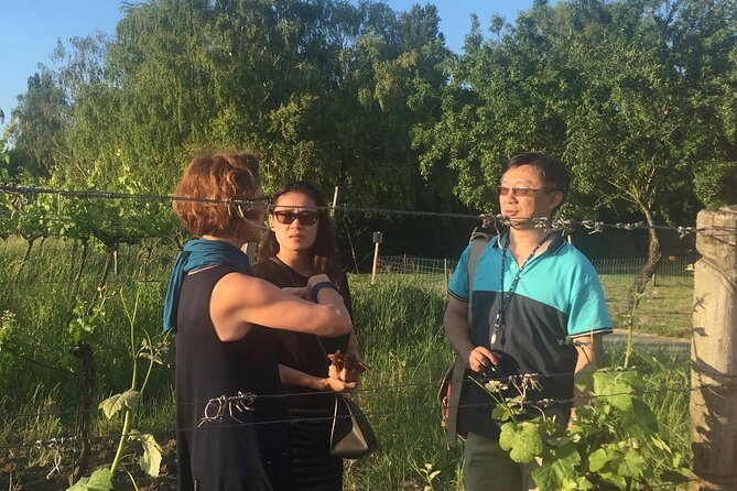 Vienna Wine Experience - Grinzing, Kahlenberg, and the optional walking angle