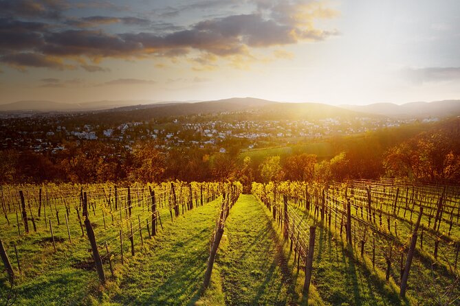 Vienna Wine Experience - Who will enjoy this most