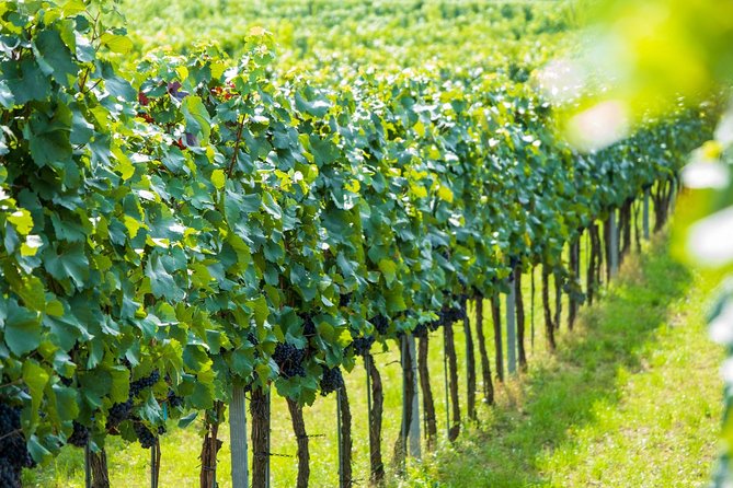 Wachau Valley Kayak & Wine Tour - What the private format is worth
