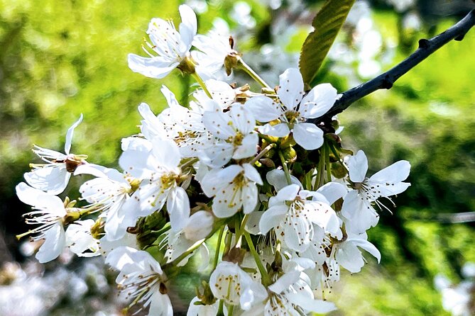 Wachau World Heritage Hike - What $301.03 gets you